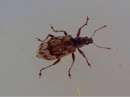 Attēlu rezultāti vaicājumam “Polydrusus tereticollis”