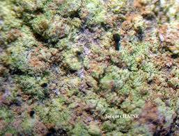 Attēlu rezultāti vaicājumam “Microcalicium disseminatum”