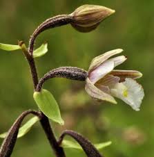 Attēlu rezultāti vaicājumam “Epipactis palustris bud”