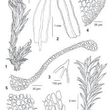 Attēlu rezultāti vaicājumam “Cinclidotus danubicus cells”