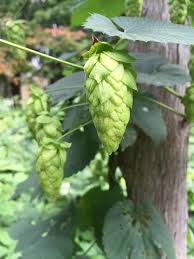 Attēlu rezultāti vaicājumam “Humulus lupulus fruit”
