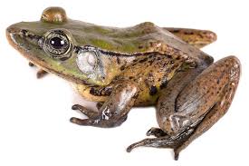 Attēlu rezultāti vaicājumam “Ranidae”