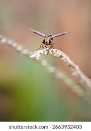Attēlu rezultāti vaicājumam “Syrphidae”