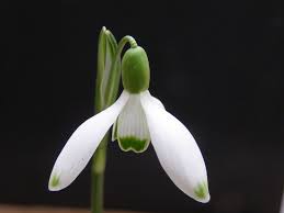Attēlu rezultāti vaicājumam “Galanthus nivalis”