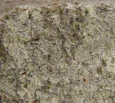 Attēlu rezultāti vaicājumam “Chaenotheca chlorella”