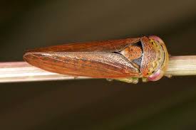 Attēlu rezultāti vaicājumam “Cicadellidae”