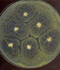 Attēlu rezultāti vaicājumam “Didymium crustaceum plasmodium”