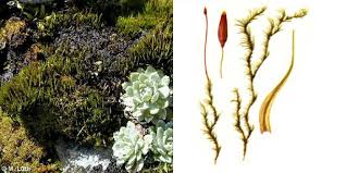 Attēlu rezultāti vaicājumam “Ditrichum flexicaule”