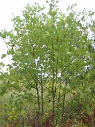 Attēlu rezultāti vaicājumam “Fraxinus”