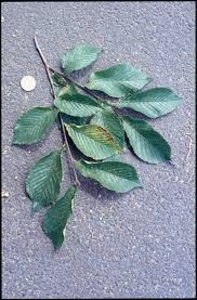 Attēlu rezultāti vaicājumam “Ulmus x hollandica leaf”