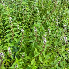 Attēlu rezultāti vaicājumam “Mentha arvensis flower”