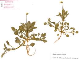 Attēlu rezultāti vaicājumam “Viola arvensis leaf”