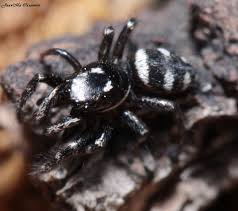 Attēlu rezultāti vaicājumam “Salticus sp.”