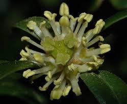Attēlu rezultāti vaicājumam “Buxus sempervirens flower”