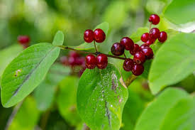 Attēlu rezultāti vaicājumam “Lonicera xylosteum leaf”