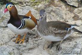 Attēlu rezultāti vaicājumam “Aix galericulata”