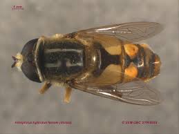 Attēlu rezultāti vaicājumam “Helophilus hybridus male”