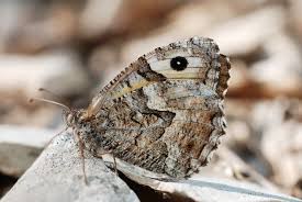 Attēlu rezultāti vaicājumam “Hipparchia semele”