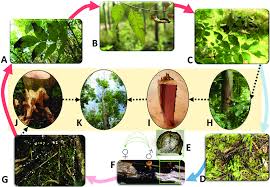 Attēlu rezultāti vaicājumam “Hymenoscyphus fraxineus”