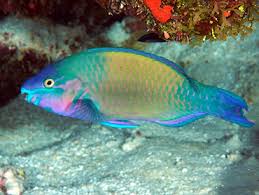 Image result for Scarus psittacus