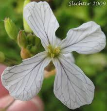 Attēlu rezultāti vaicājumam “Raphanus raphanistrum flower”