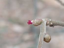 Attēlu rezultāti vaicājumam “Corylus avellana bud”
