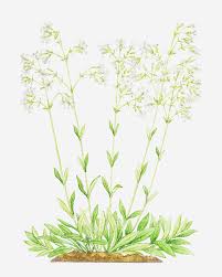 Attēlu rezultāti vaicājumam “Silene nutans”