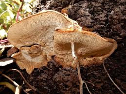 Attēlu rezultāti vaicājumam “Coriolopsis trogii”