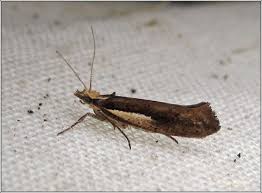 Attēlu rezultāti vaicājumam “Ypsolopha parenthesella”