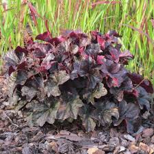 Image result for Heuchera `Midnight Rose`