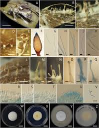 Attēlu rezultāti vaicājumam “Akanthomyces aculeatus”
