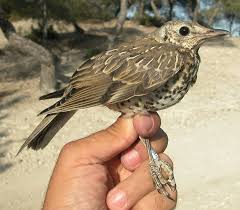 Attēlu rezultāti vaicājumam “Turdus viscivorus juvenile”