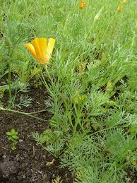 Attēlu rezultāti vaicājumam “Eschscholzia californica leaf”