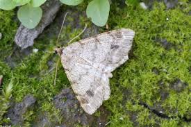 Attēlu rezultāti vaicājumam “Macaria signaria”