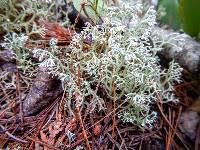 Attēlu rezultāti vaicājumam “Cladonia mitis”