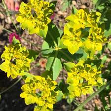Attēlu rezultāti vaicājumam “Euphorbia palustris flower”