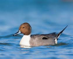 Image result for Anas acuta