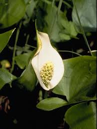 Attēlu rezultāti vaicājumam “Calla palustris flower”