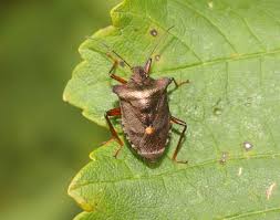 Attēlu rezultāti vaicājumam “Pentatoma rufipes”