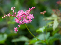 Image result for Filipendula vulgaris