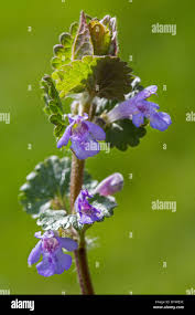 Attēlu rezultāti vaicājumam “Glechoma hederacea flower”