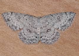 Attēlu rezultāti vaicājumam “Cyclophora pendularia”