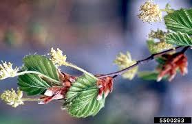 Attēlu rezultāti vaicājumam “Fagus sylvatica flower”
