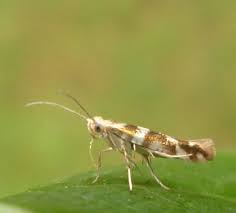 Attēlu rezultāti vaicājumam “Argyresthia goedartella”
