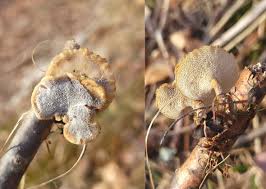 Attēlu rezultāti vaicājumam “Polyporus varius”