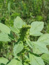 Attēlu rezultāti vaicājumam “Amaranthus retroflexus leaf”