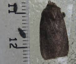 Attēlu rezultāti vaicājumam “Donacaula mucronella”