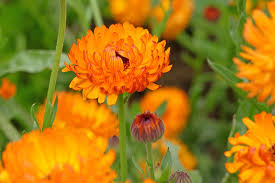 Attēlu rezultāti vaicājumam “Calendula officinalis flower”