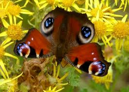 Attēlu rezultāti vaicājumam “Inachis io upperside”