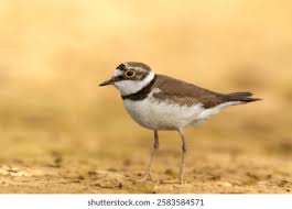 Attēlu rezultāti vaicājumam “Charadrius dubius”